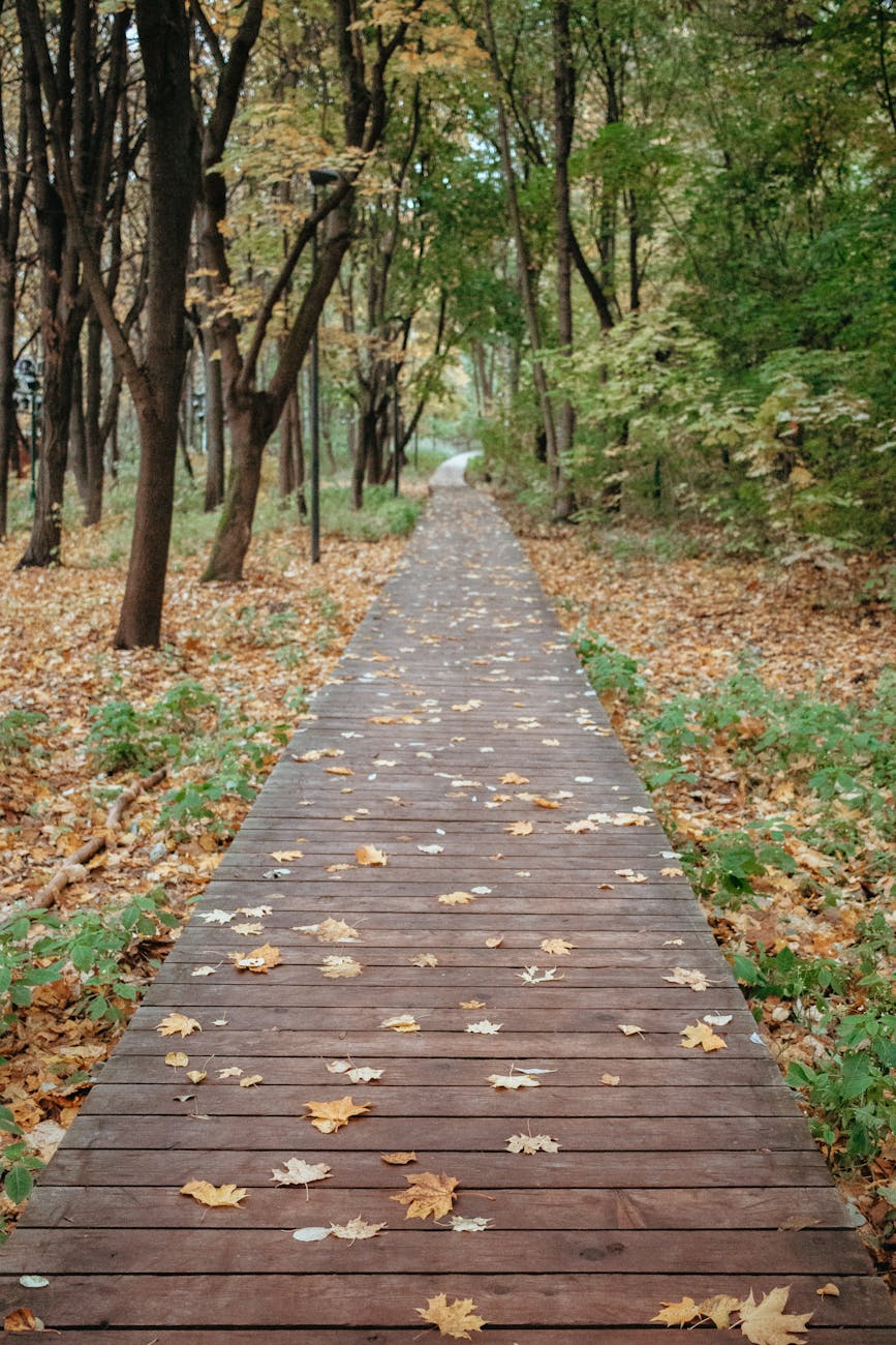 wooden footpath in park