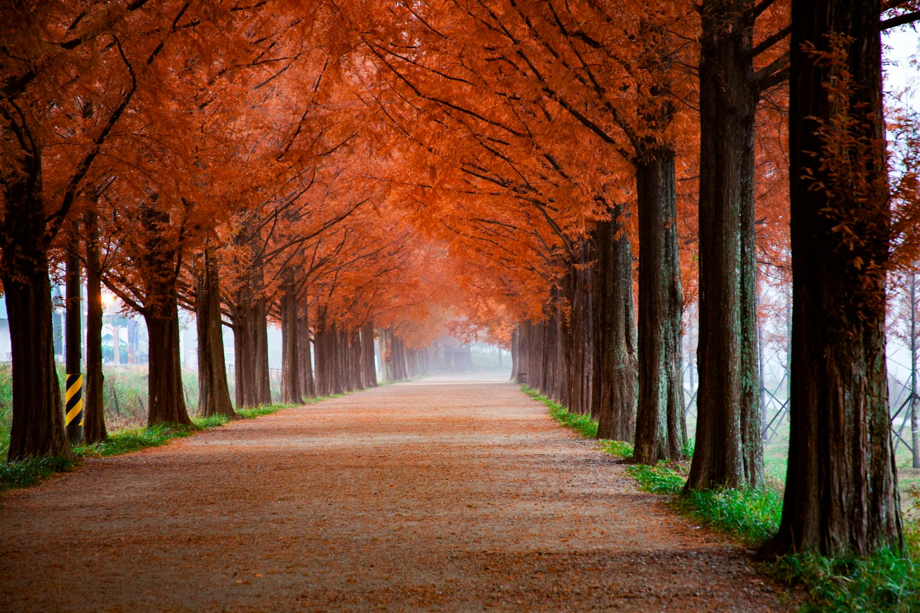 photo of roadway surrounded by trees